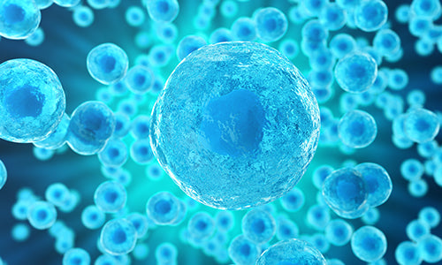 Episode 2: Candida, Sacchromyces, and Your Body’s Many Fungal Strains