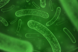Lactobacillus and the Top 6 Ways It Can Benefit Your Gut Health