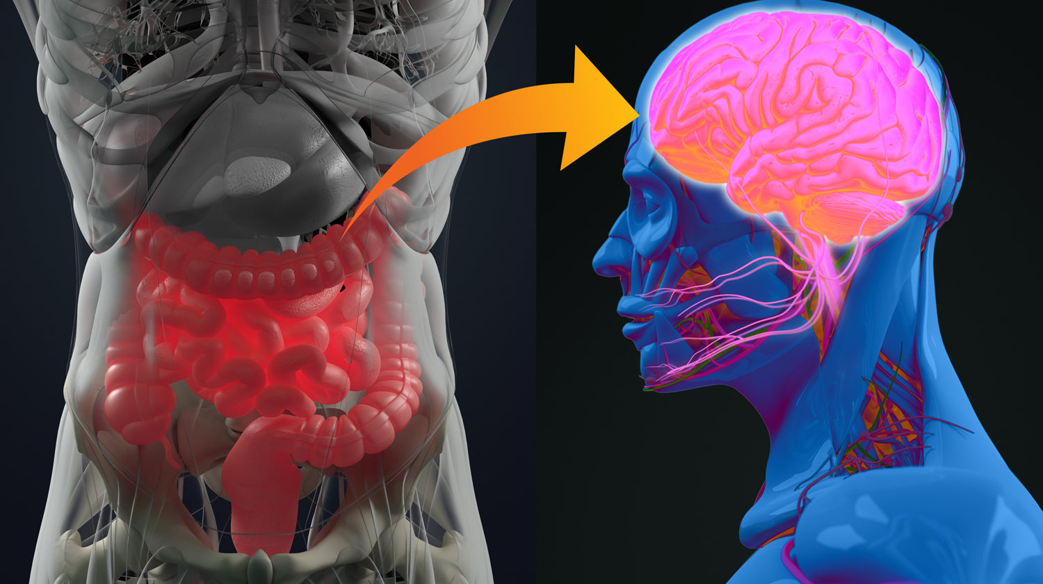 Role of the Gut-Brain Axis and Your Health