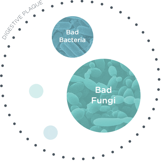 Bad gut fungi animation 